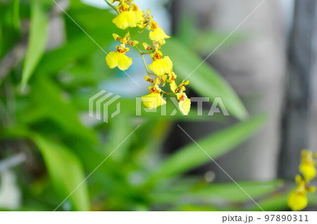 yellow oncidium orchid or yellow orchid flower ,orchid 97890311