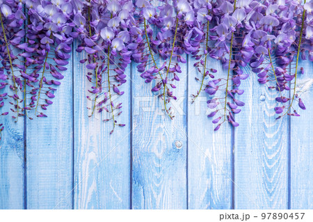 Floral wooden background with purple acacia flowers. 97890457