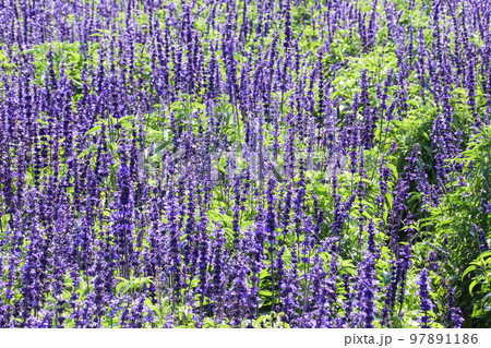 咲いた 満開 開花中 97891186