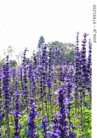 咲いた 満開 開花中 97891200