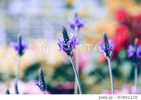咲いた 満開 開花中 97891220