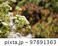 Crithmum maritimum or rock samphire or sea fennel. Edible coastal plant. Detail of the umbel inflorescence. 97891363