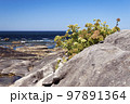 Crithmum maritimum or rock samphire or sea fennel. Edible coastal plant growing on the rocks. 97891364