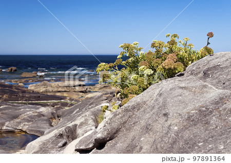 Crithmum maritimum or rock samphire or sea fennel. Edible coastal plant growing on the rocks. 97891364