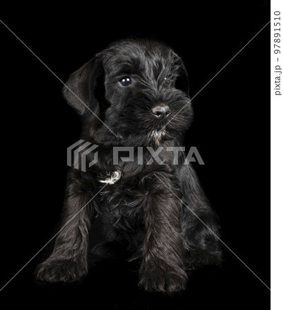 miniature schnauzer in studio miniature schnauzer in studio 97891510
