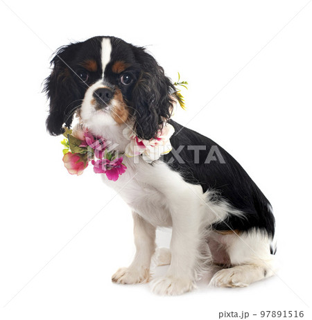 young cavalier king charles 97891516