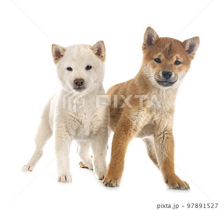 young shiba inus in studio young shiba inus in studio 97891527