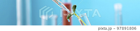 Microgreen sprout in a chemical test tube. Research on the beneficial properties of microgreens Microgreen sprout in a chemical test tube. Research on the beneficial properties of microgreens 97891806