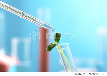 A chemical test tube with a drop of liquid and a young microgreen sprout in a chemical test tube. Research on the benefits of microgreens A chemical test tube with a drop of liquid and a young microgreen sprout in a chemical test tube. Research on the benefits of microgreens 97891807