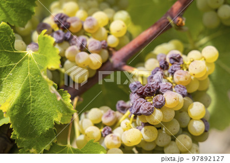 Typical grapes with botrytis cinerea for sweet wines, Sauternes, Bordeaux, Aquitaine, France Typical grapes with botrytis cinerea for sweet wines, Sauternes, Bordeaux, Aquitaine, France 97892127