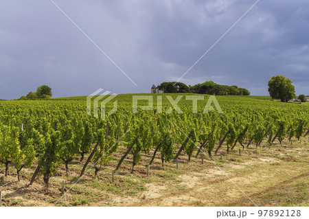 Typical vineyards near Chateau d Yquem, Sauternes, Bordeaux, Aquitaine, France Typical vineyards near Chateau d Yquem, Sauternes, Bordeaux, Aquitaine, France 97892128