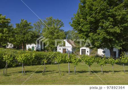 Traditional wine cellars street (kellergasse) in Ungerndorf, Lower Austria, Austria 97892364