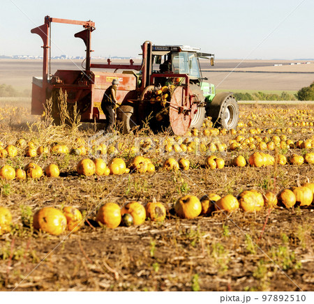 pumpkin field with a tractor during the harvest, Lower Austria pumpkin field with a tractor during the harvest, Lower Austria 97892510