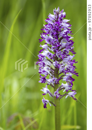 wild orchid in White Carpathian Mountains, Czech Republic 97892913
