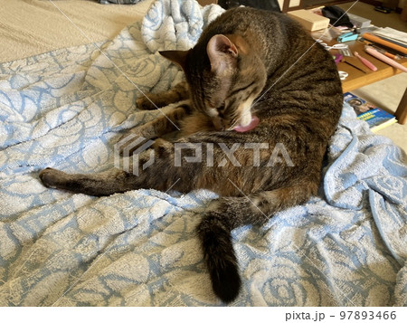 後ろ足をペロペロ舐めて、グルーミングするキジトラの猫ちゃんてす。 後ろ足をペロペロ舐めて、グルーミングするキジトラの猫ちゃんてす。 97893466
