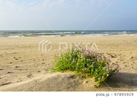 Cakile Maritima clump, known as the European sea rocket, blooming on a sandy Baltic Sea beach 97893929
