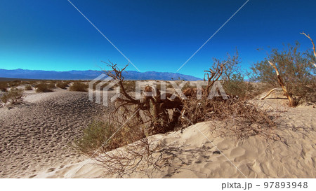 Mesquite flat sand dunes in Death Valley National Park Mesquite flat sand dunes in Death Valley National Park 97893948