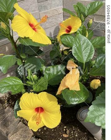 7月末、道端に咲く黄色のハイビスカス、サマーブリーズです。 97894005