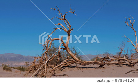 Beautiful landscape of Mesquite Flat Sand Dunes at Death Valley 97894124