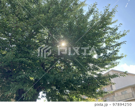7月末、緑の木の葉の間から溢れる太陽の光です。 97894250