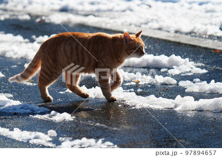 野良猫は雪が積もってもコタツで丸くなる事はなく日課の見回りをする 97894657