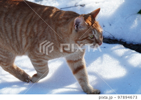 野良猫は雪が積もってもコタツで丸くなる事はなく日課の見回りをする 97894673