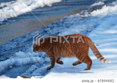 野良猫は雪が積もってもコタツで丸くなる事はなく日課の見回りをする 97894682
