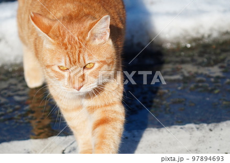 野良猫は雪が積もってもコタツで丸くなる事はなく日課の見回りをする 97894693
