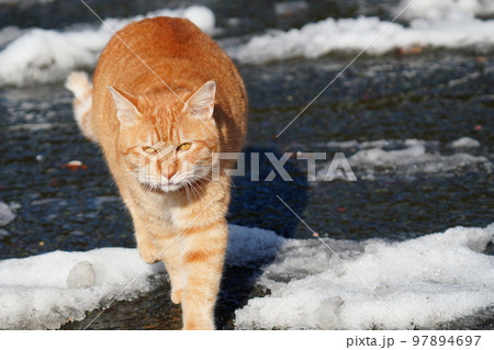 野良猫は雪が積もってもコタツで丸くなる事はなく日課の見回りをする 97894697