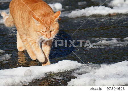 野良猫は雪が積もってもコタツで丸くなる事はなく日課の見回りをする 97894698