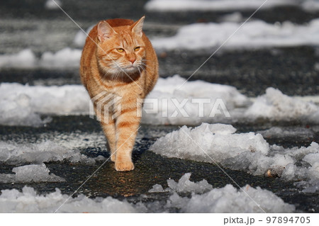 野良猫は雪が積もってもコタツで丸くなる事はなく日課の見回りをする 97894705