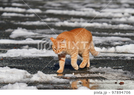 野良猫は雪が積もってもコタツで丸くなる事はなく日課の見回りをする 97894706