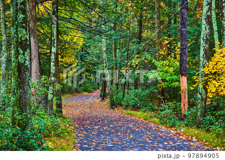 Fall hiking trail covered in leaves through lush green woods 97894905