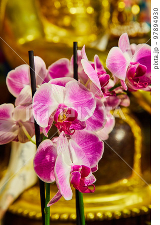 Detail of large pink orchids in golden shrine 97894930