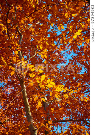 Detail looking up tree in late fall covered in orange leaves with golden light Detail looking up tree in late fall covered in orange leaves with golden light 97894933