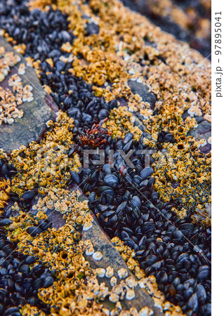 Detail of rocks on low tide covered in hundreds of tiny mollusks and barnacles Detail of rocks on low tide covered in hundreds of tiny mollusks and barnacles 97895041