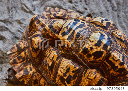 Detail of top of large brown Leopard Tortoise turtle shell 97895043