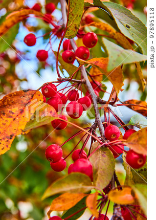 Detail of red berries growing on fall tree branch 97895118