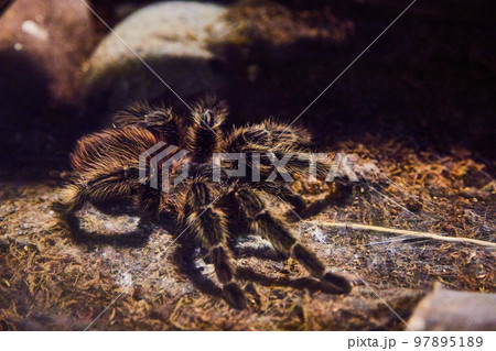 Brazilian red birdeating tarantula resting on mossy ground Brazilian red birdeating tarantula resting on mossy ground 97895189