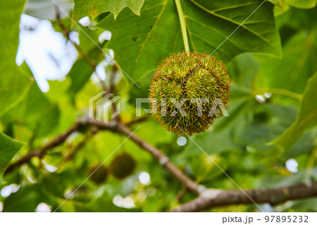 Close-up of tree pods growing on lush green tree Close-up of tree pods growing on lush green tree 97895232