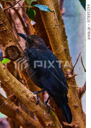 Dark black bird resting in tree branches in detail 97895254