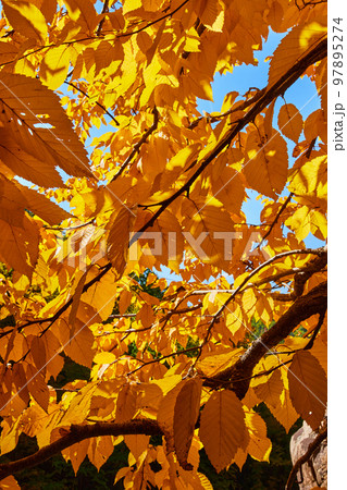 Detail inside golden glowing yellow fall-leafed tree 97895274