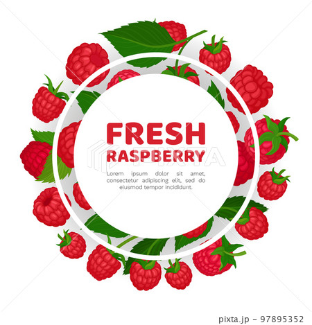 Fresh raspberry banner template. Fresh organic ripe berries, healthy natural vegetarian product card, poster, packaging design cartoon vector Fresh raspberry banner template. Fresh organic ripe berries, healthy natural vegetarian product card, poster, packaging design cartoon vector 97895352
