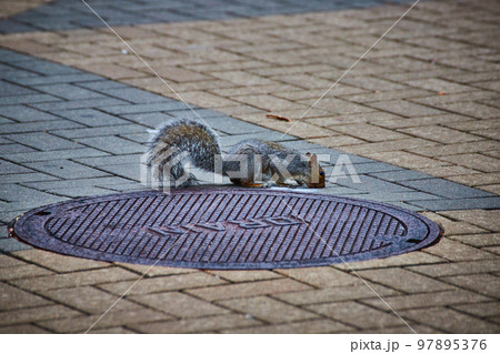 American New York squirrel on brick ground by manhole cover sniffing ground 97895376