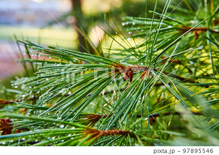 Beautiful drops of morning dew collect on pine tree needles Beautiful drops of morning dew collect on pine tree needles 97895546