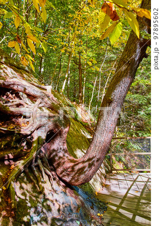 Bent tree trunk growing on wall up along boardwalk trail Bent tree trunk growing on wall up along boardwalk trail 97895602
