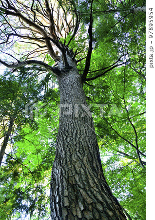 道志山塊の赤鞍ヶ岳　赤鞍ヶ岳・大栗コースのアカマツ 97895954
