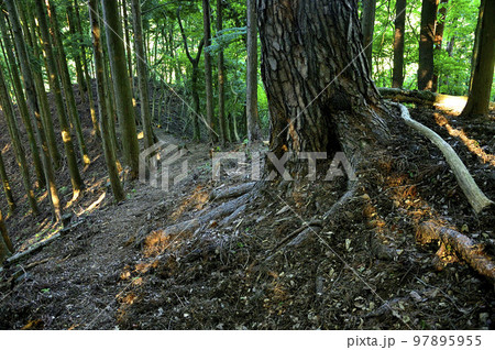 道志山塊の赤鞍ヶ岳 赤鞍ヶ岳・大栗コースのアカマツ 道志山塊の赤鞍ヶ岳 赤鞍ヶ岳・大栗コースのアカマツ 97895955