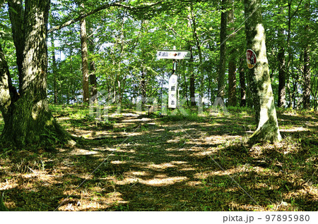 道志山塊の朝日山　夏の森の山頂 97895980