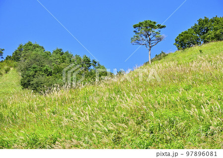 道志山塊の高座山　夏の草原　赤松の立木 97896081